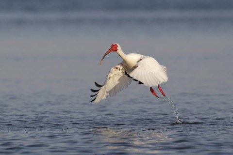 American White Ibis (Eudocimus albus), Florida, USA