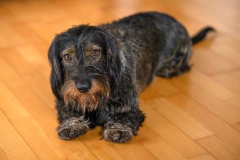 Rough-haired dachshund, male, lying on parquet floor, Stuttgart, Baden-Württemberg, Germany