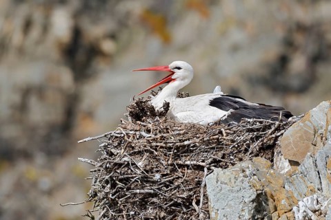 White stork (Ciconia ciconia) sitting brooding on a nest on the rocky coast, Parque Natural do