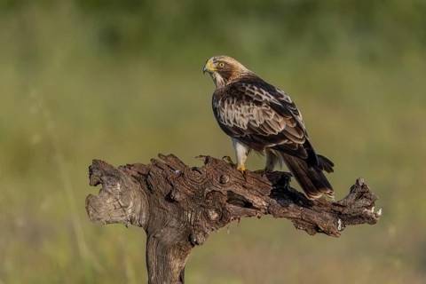 Booted Eagle (Aquila pennata), Extremadura, Spain