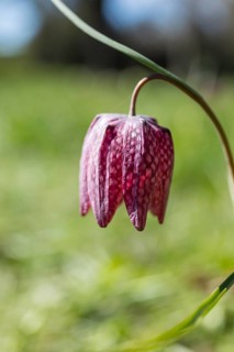 Snake's Head Fritillary (Fritillaria meleagris) in bloom, Dresden, Saxony, Germany