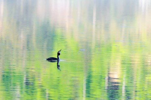 A great crested grebe (Podiceps cristatus)swims on a lake with intense green reflections from the