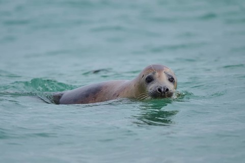 Grey seal (Halichoerus grypus) looking out of the water while swimming in the sea, Düne, Helgoland,