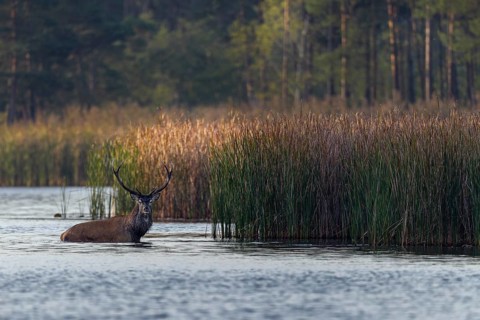 Before the red deer (Cervus elaphus) disappears into the reeds, it pauses for a brief moment and