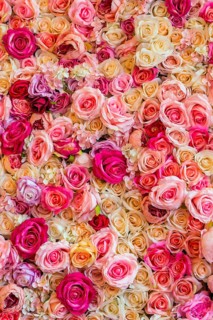 Texture of coloured flowers and roses as decoration, background, Valentine's Day, romantic, close