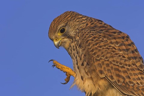 Common Kestrel (Falco tinnunculus) female, Rhineland-Palatinate, Germany
