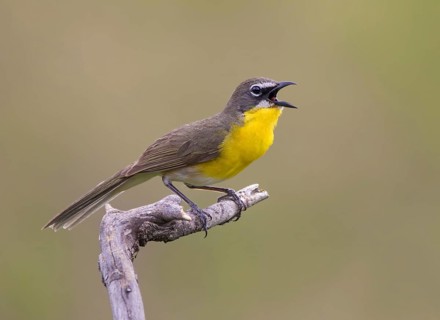 Yellow-breasted Chat, Icteria virens, perched at Bever Creek, Saskatchewan