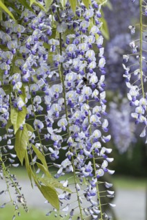 Japanese blue rain (Wisteria floribunda 'Multijuga'), Anchers Havecenter, Pillnitz, Saxony, Germany