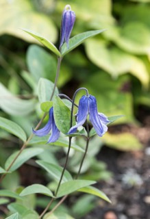Clematis integrifolia,  Netherlands