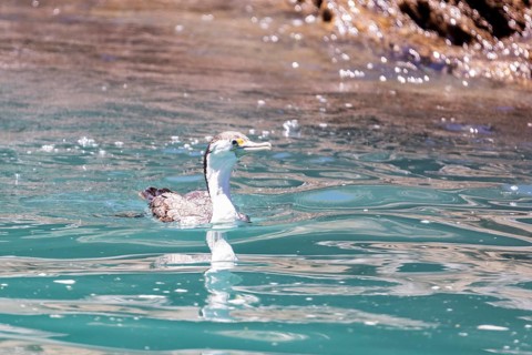 Great cormorant (Phalacrocorax carbo), Boat Cruise, Akaroa, Banks Peninsula, Canterbury, New