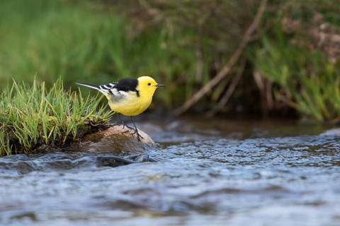 Citrine Wagtail - Zitronenstelze - Motacilla citreola ssp. calcarata, Kyrgyzstan, adult male
