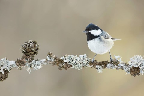 Coal Tit (Periparus ater) perched on a lichen branch, Grisons, Switzerland
