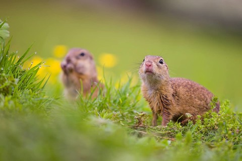 Two adult European ground squirrel (Spermophilus citellus) or European souslik stand tall in green