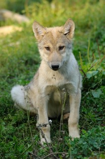 A young wolf sits on a green meadow and looks attentively, Timberwolf (Canis lupus lycaon),