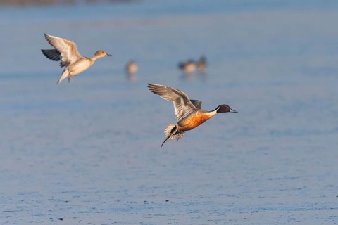 Pintails (Anas acuta), male and female ducks in landing flight, over lake, island of Texel, Holland