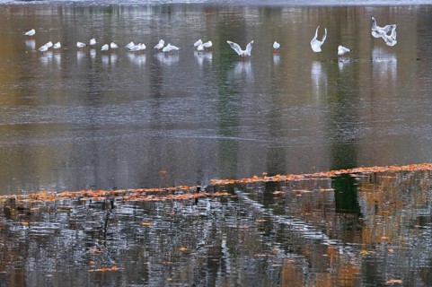 Wintertime at a lake, autumn leaves, Germany
