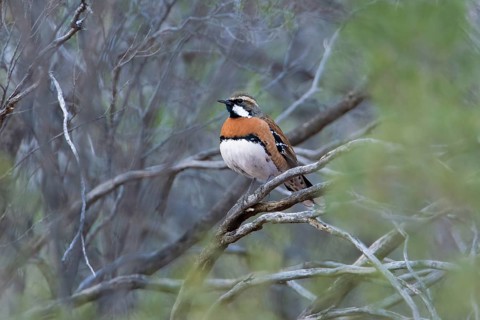 Chestnut-breasted Quail-thrush (Cinclosoma castaneothorax) male, New South Wales, Australia