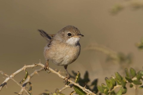 Spectacled Warbler (Sylvia conspicillata) female, Cyprus