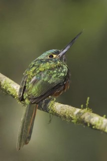 Coppery-chested Jacamar (Galbula pastazae), Ecuador
