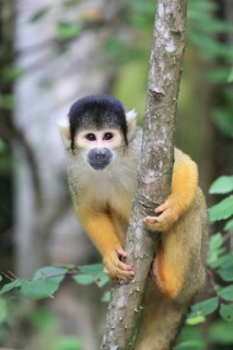 A small monkey is climbing a tree, surrounded by green leaves, in the dense forest, A squirrel