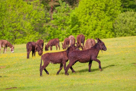 Two mixed breed donkey stallions fight