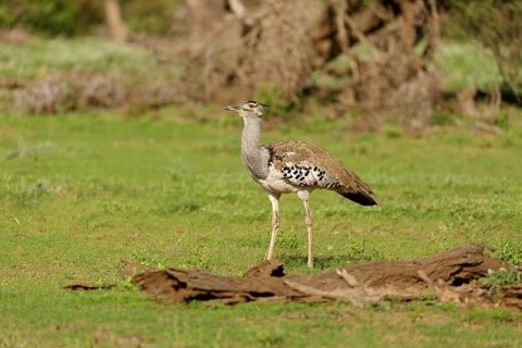 Koritrap in het veld, Kori Bustard in the field