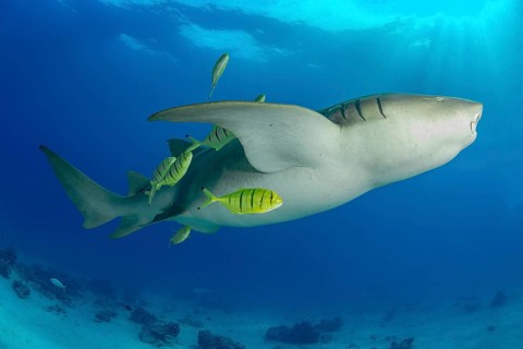 A captivating underwater scene showcasing a Tawny nurse shark gracefully gliding through the