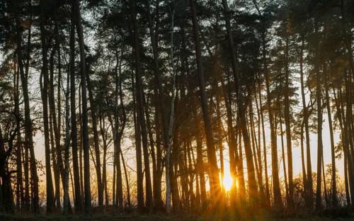 Scots pines (Pinus sylvestris), sunset, sun star, Lower Saxony, Germany