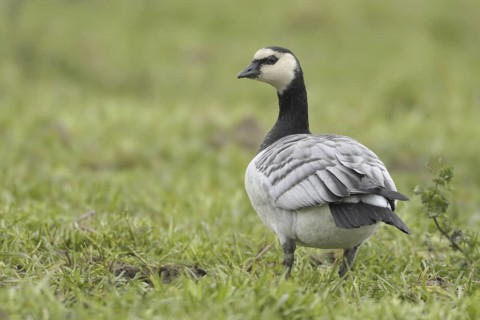 Barnacle Goose (Branta leucopsis), Utrecht, Netherlands