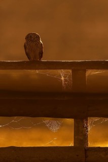 Short-eared Owl (Asio flammeus), Lisbon, Portugal