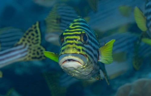 The striking oriental sweetlips swim gracefully through the vibrant coral reefs in the Maldives,