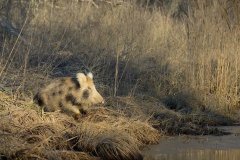Wild boar (Sus scrofa), crossbreed, domestic pig (Sus scrofa domesticus), riparian forest, ice,