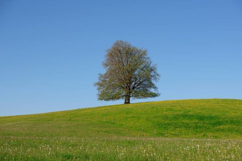A single tree on a flowering hill under a clear blue sky. No sun in the picture, copper beech