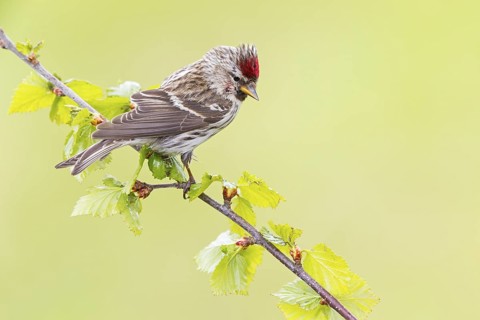 Redpoll, songbird, family of goldfinches, (Carduelis flammea), animals. Birds, Varanger Bird Park,
