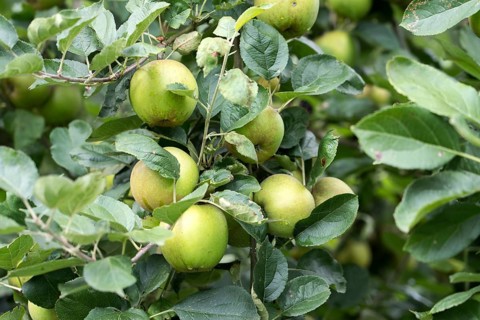 Belle de Boskoop apple, old variety, Germany, Europe