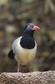 Coral-billed Ground Cuckoo (Carpococcyx renauldi), Khao Yai, Thailand