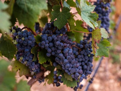 Lush bunches of ripe grapes hanging from vines in a Mallorca vineyard. Rich green leaves surround