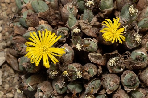 Conophytum bilobum var. elishae, living stones, blooming, flowers, Stellenbosch Botanical Garden,