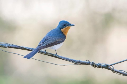 Leaden Flycatcher (Myiagra rubecula) female, Victoria, Australia