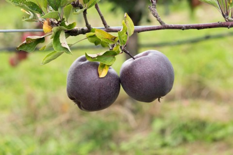 Apple (Malus domestica 'Jeromine'), Weihenstephaner Gärten, Germany