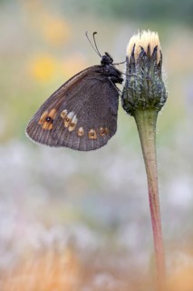 Mandeläugiger Mohrenfalter (Erebia alberganus) 05