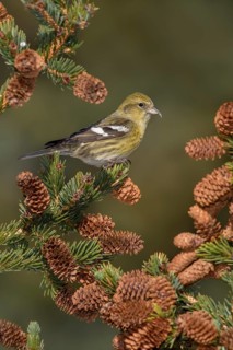 Two-barred Crossbill (Loxia leucoptera) female, Alaska, USA