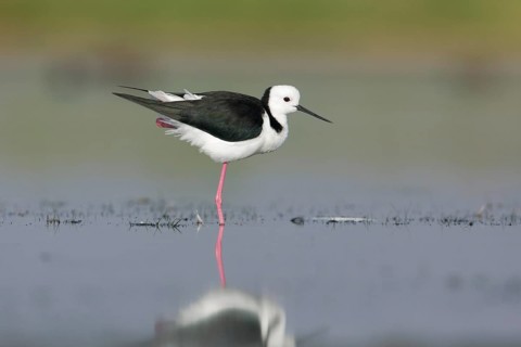 White-headed Stilt (Himantopus leucocephalus), Victoria, Australia
