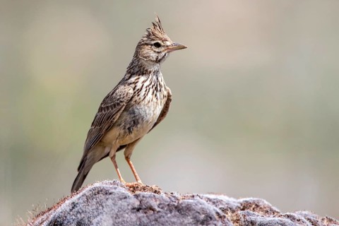 Thekla Lark (Galerida theklae) perched on a rock, Castile and Leon, Spain