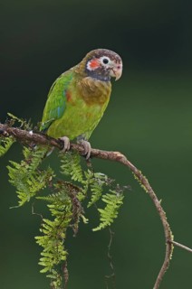 Brown-hooded Parrot (Pyrilia haematotis), Costa Rica