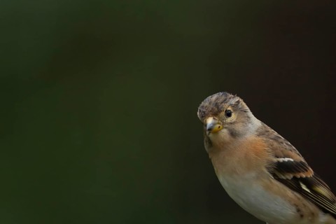 Brambling (Fringilla montifringilla) adult female bird head portrait, Suffolk, England, United