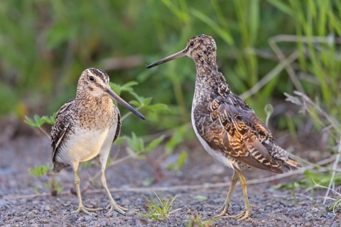 Snipe, Marsh Snipe, (Gallinago gallinago), snipe family, two, pair, Norðurþing, Húsavík, Iceland