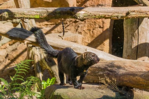 A Tayra (Eira barbara) stands on a fallen tree and eats something