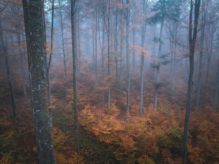 Misty autumn forest with orange leaves and calm atmosphere, Gechingen, Black Forest, Germany