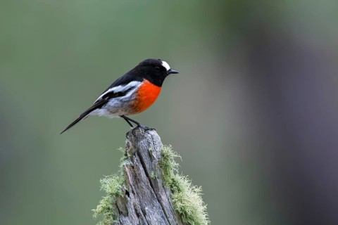 Scarlet Robin (Petroica boodang) male perched on a mossy stump, Victoria, Australia
